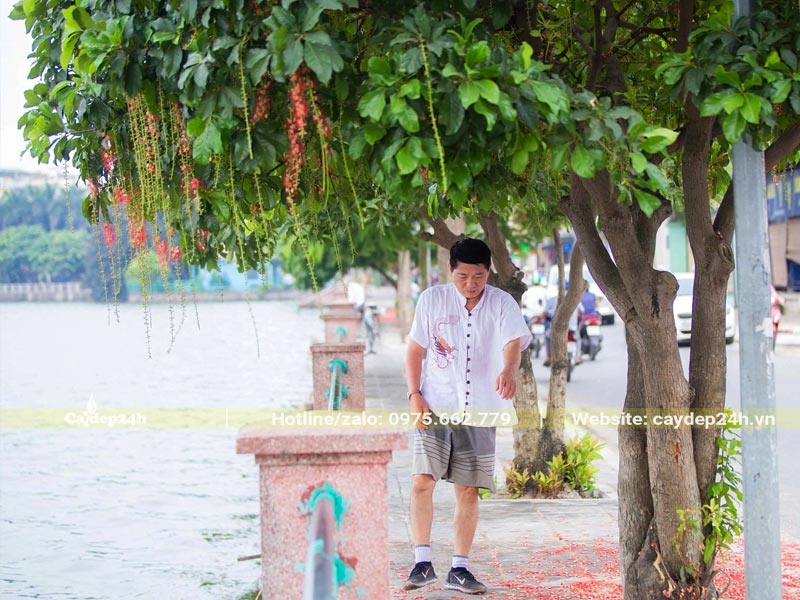 Hàng cây Lộc Vừng tỏa bóng mát cho vỉa hè, đường phố