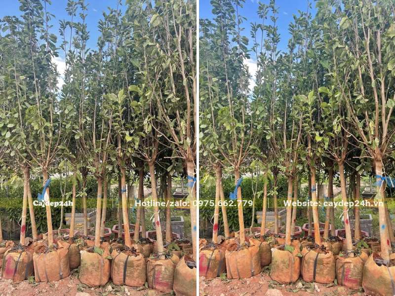 Hoa Mộc Lan đường kính gốc 8cm dưỡng sẵn trong bầu