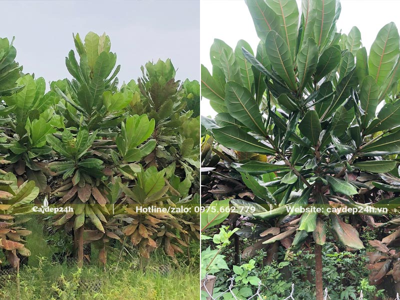 Nhà vườn trồng và dưỡng hàng nghìn cây Bàng Vuông cao 2,5m đk gốc 2 - 3cm