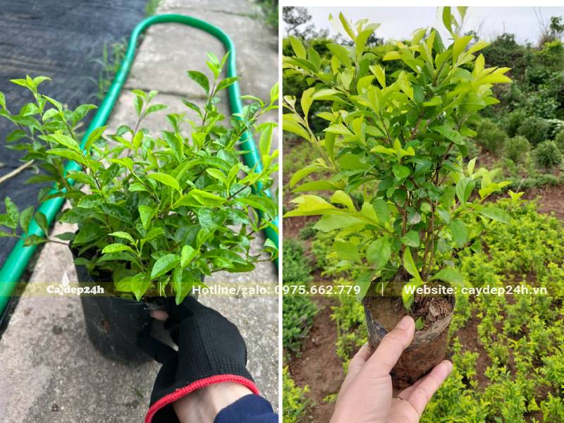 Cây Chuỗi Ngọc nhỏ, chiều cao khoảng 10 - 20cm