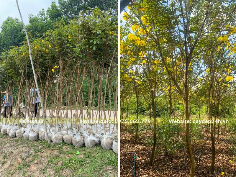 Chọn kích thước cây Phong Linh vàng đường kính gốc từ 2 - 8cm