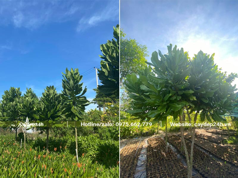 Dưỡng cây Bàng Vuông công trình đường kính gốc 3 - 5cm tại vườn