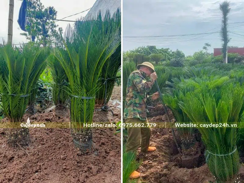 Công nhân đang bứng câ Vạn Tuế lộ thân 30 - 40cm, đây là lựa chọn cây trồng mộ vô cùng lý tưởng