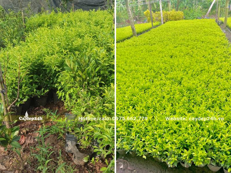 Chọn cây Chuỗi Ngọc cao 30cm ngay tại vườn trồng