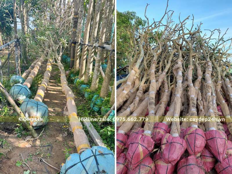 Chọn cây Chuông Vàng đường kính gốc 15 - 20cm