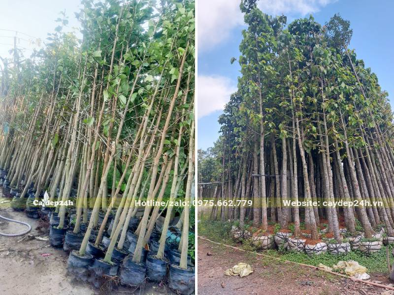 Cây Dầu Rái công trình dâm ủ xếp thành đống lớn hàng trăm cây