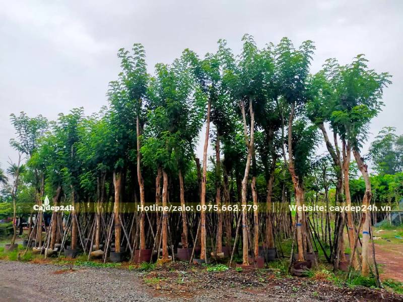 Vườn dâm ủ số lượng lớn cây Đỗ Mai đường kính gốc 10 - 15cm, cao gần 5m