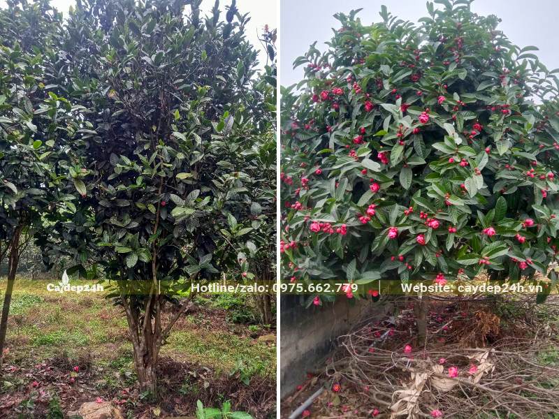 Cây Hoa Hải Đường lâu năm cao gần 3m, tán lớn