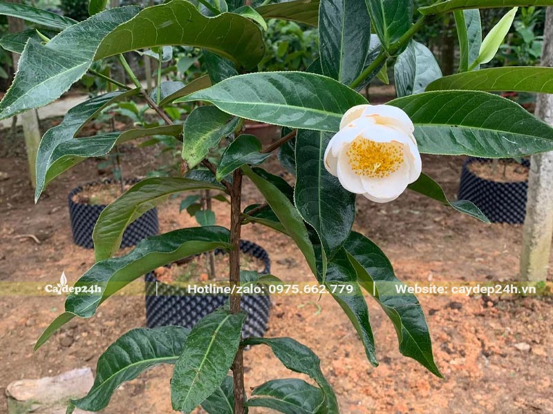 Mua cây hoa Hải Đường trắng chiều cao khoảng 80 - 100cm