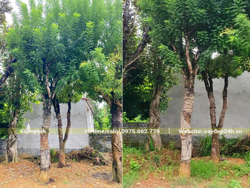 Vườn dâm ủ cây Hoa Hòe cổ thụ đường kính gốc 20 - 23cm