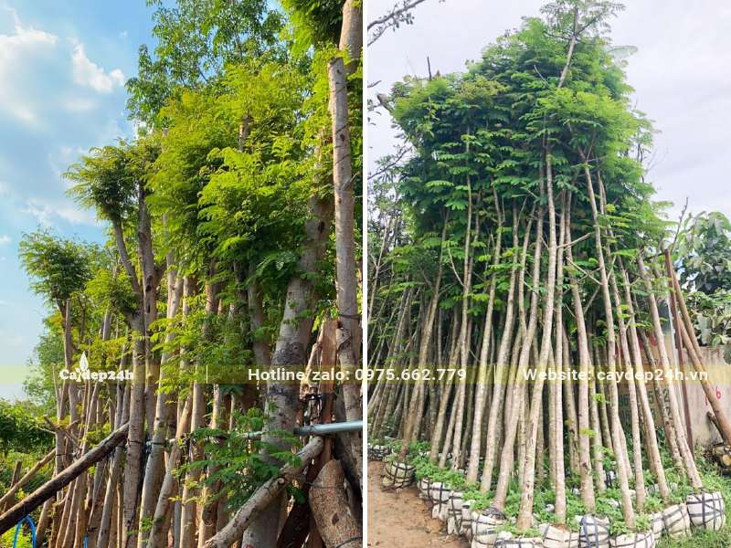 Vườn dưỡng ủ cây Lim Xẹt công trình đủ mọi kích thước lớn nhỏ