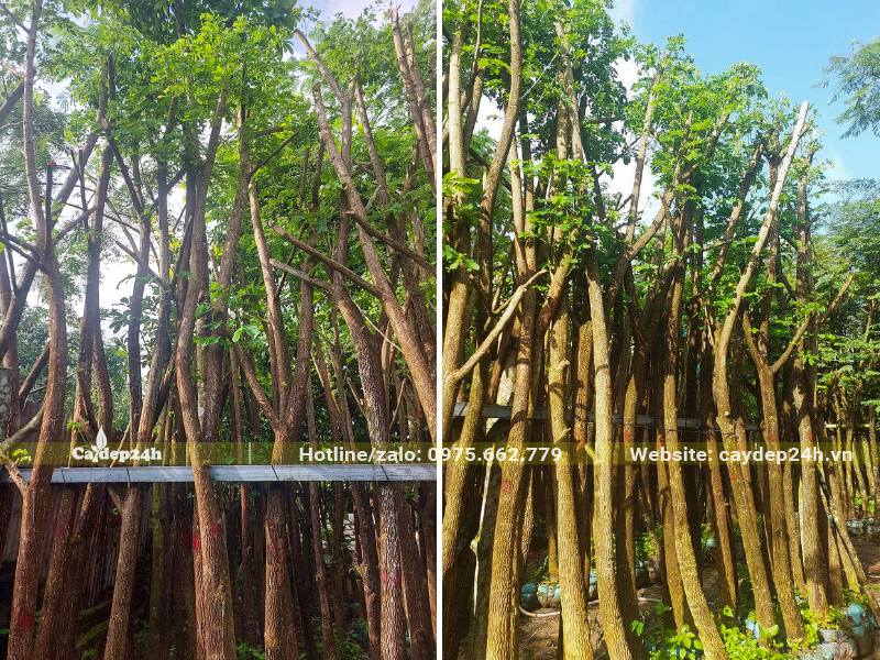 Vườn dâm ủ cây Me Tây đường kính gốc 5 - 10cm