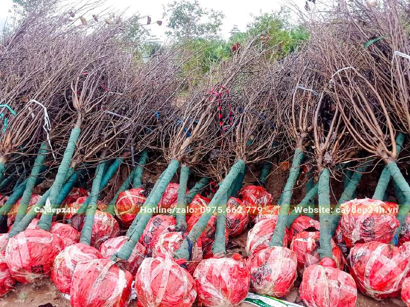 Hàng chục cây Mộc Lan công trình đường kính gốc 7 - 10cm