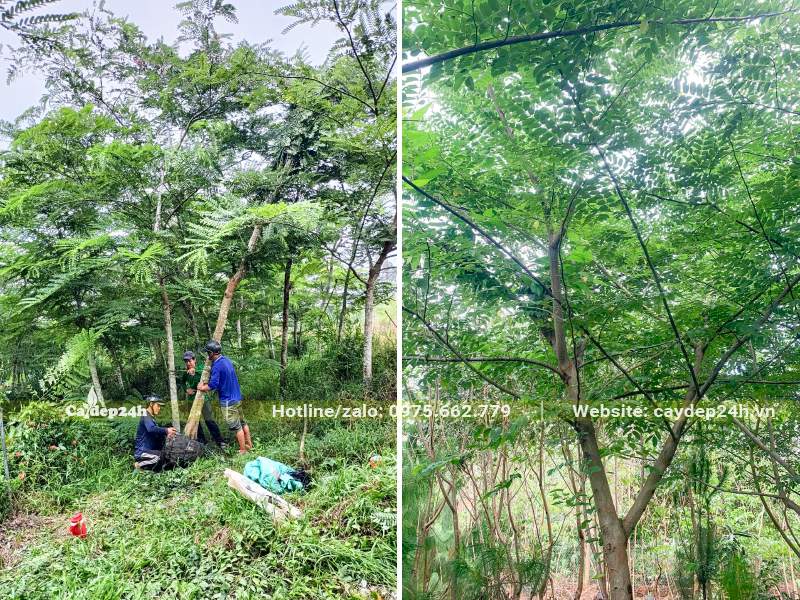 Bứng thẳng cây Muồng Hoa Đào đường kính gốc 20cm