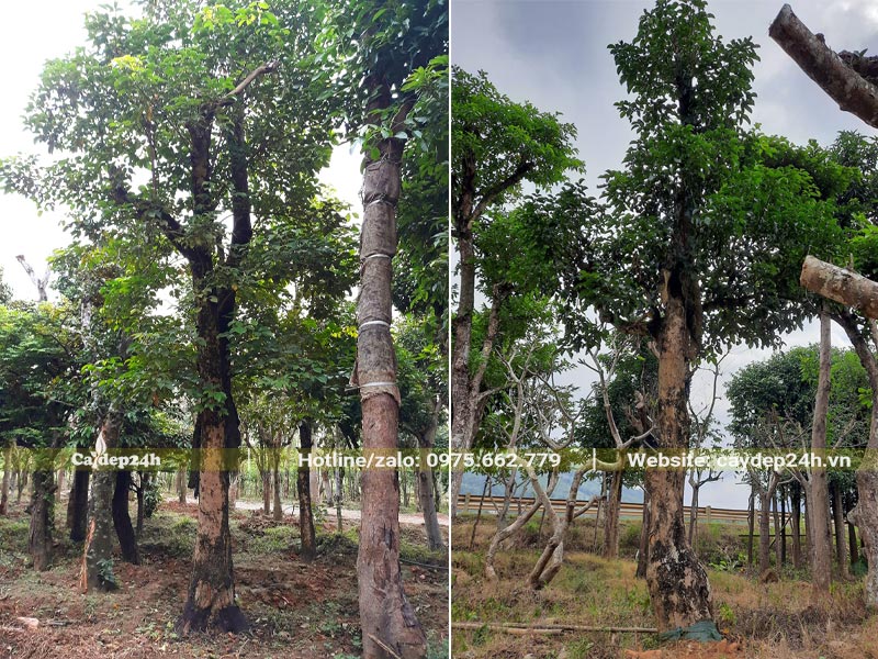 Vườn dâm ủ cây Nhội cổ thụ đường kính gốc trên 30cm