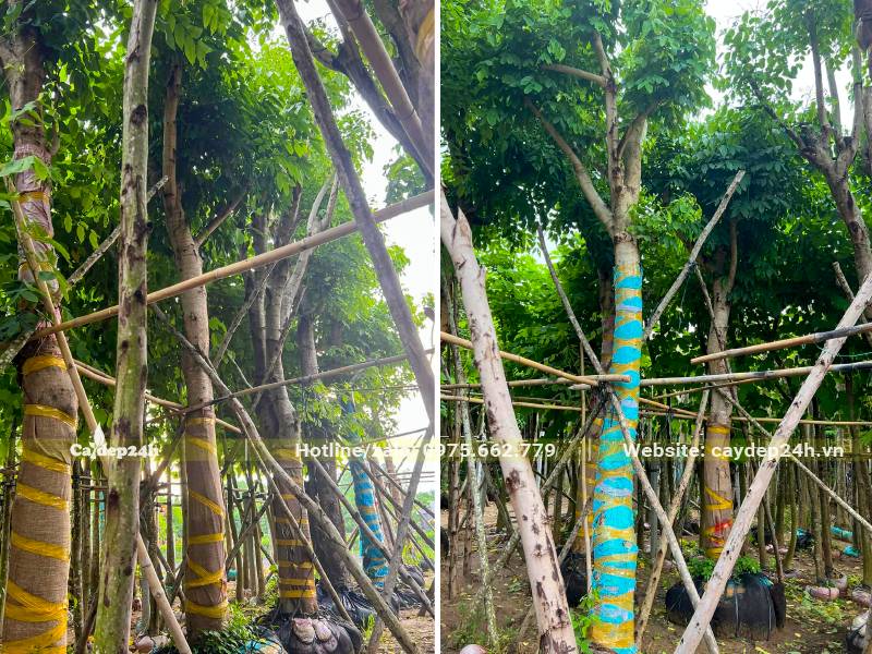 Dưỡng ủ cây Muồng Hoàng Yến cổ thụ vanh 60 - 70, cao 4 - 5m