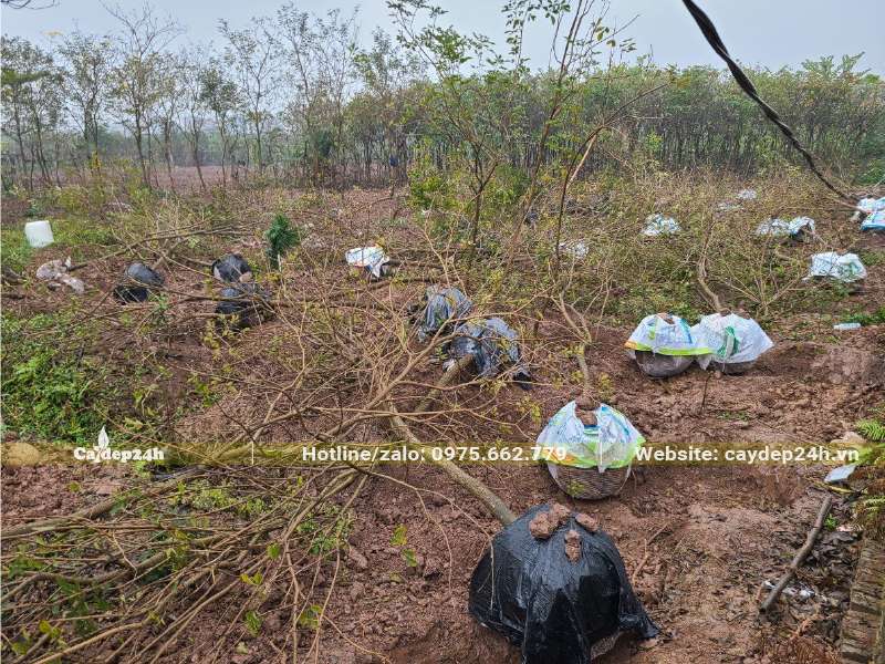 Bứng cây phong linh đường kính gốc 3cm