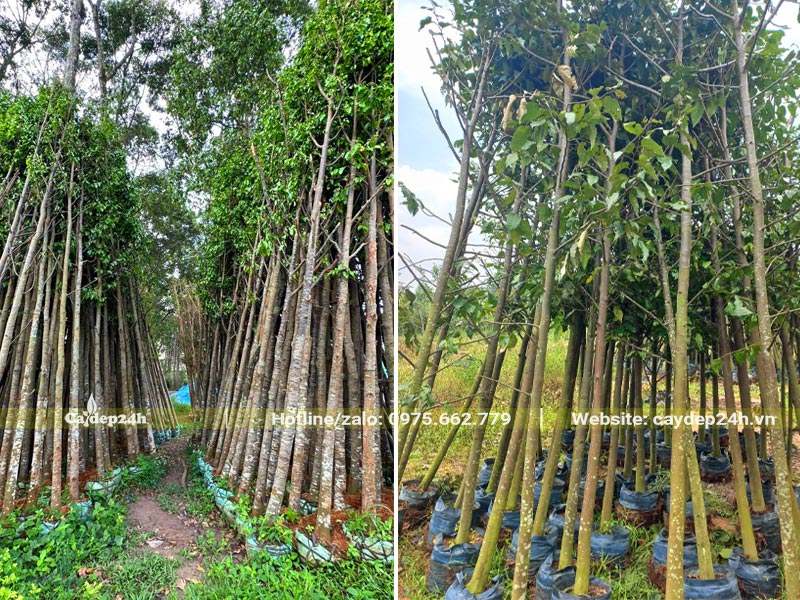 Vườn dưỡng ủ cây Sao Đen công trình đk gốc 5cm và 10cm