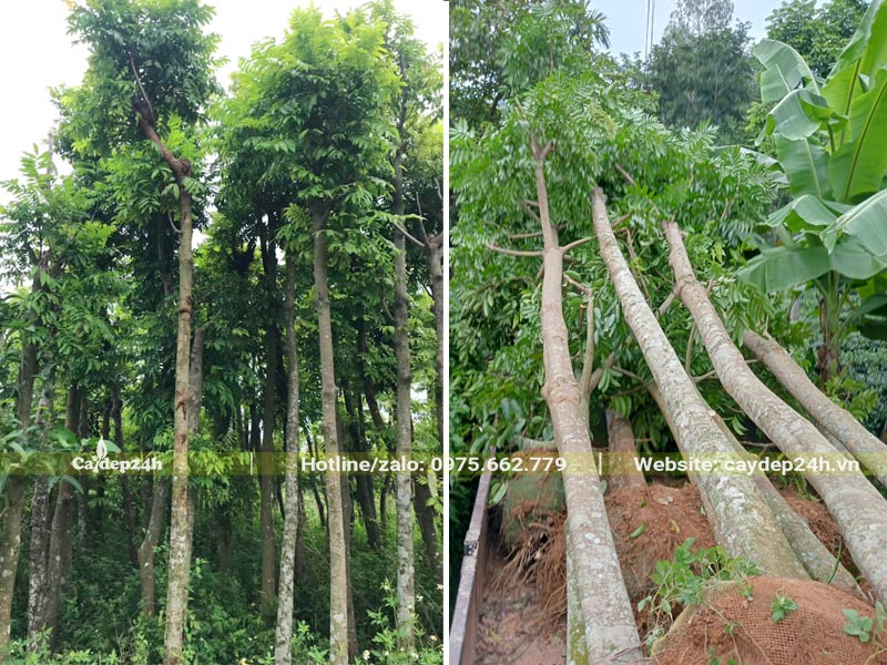 Bán cây Sấu đã dâm ủ chiều cao khoảng 5m, đk gốc 10 - 20cm