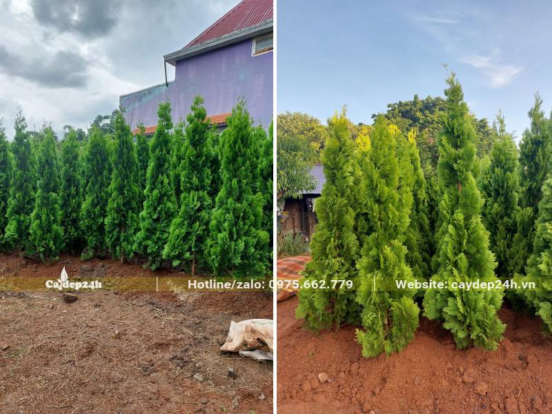 Dâm ủ số lượng lớn cây Trắc Bách Diệp 2m