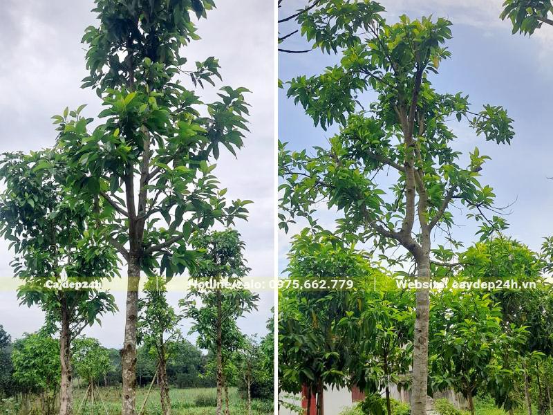 Trồng cây hoa Ngọc Lan đường kính gốc 15cm cho trường học