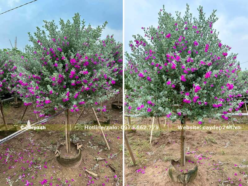 Tuyết Sơn Phi Hồng sẵn hoa, chiều cao khoảng 1,5 - 2m