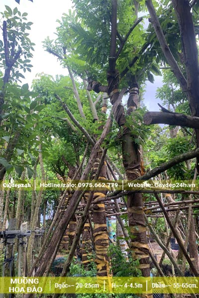 Muồng Hoa Đào đường kính gốc 25cm đã dâm ủ được chống cọc chắc chắn