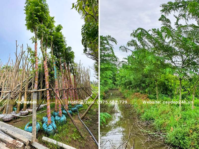 Hai khu vực phân chia rõ ràng nơi dâm ủ và nơi nuôi trồng cây muồng hoa hồng đào