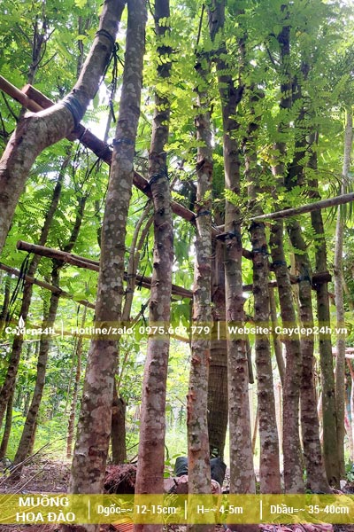 Thân cây cao thẳng, đường kính gốc 15cm, đã dâm ủ kỹ