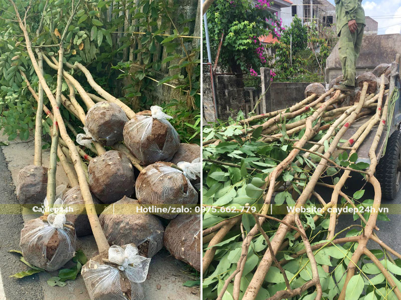 Tập kết và vận chuyển cây Muồng Hoàng Yến mới bứng bầu, đường kính gốc 5 - 8cm
