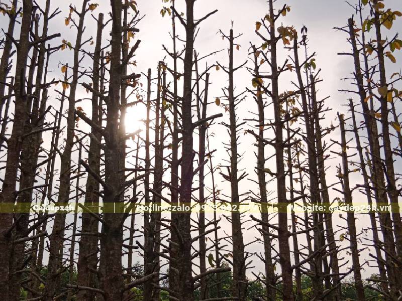 Vườn cây Dầu Rái cao 10m mới dâm ủ không lâu