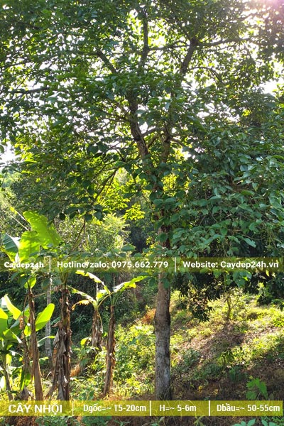 Cây Nhội đã trồng lâu năm tán lớn, đường kính thân 15cm