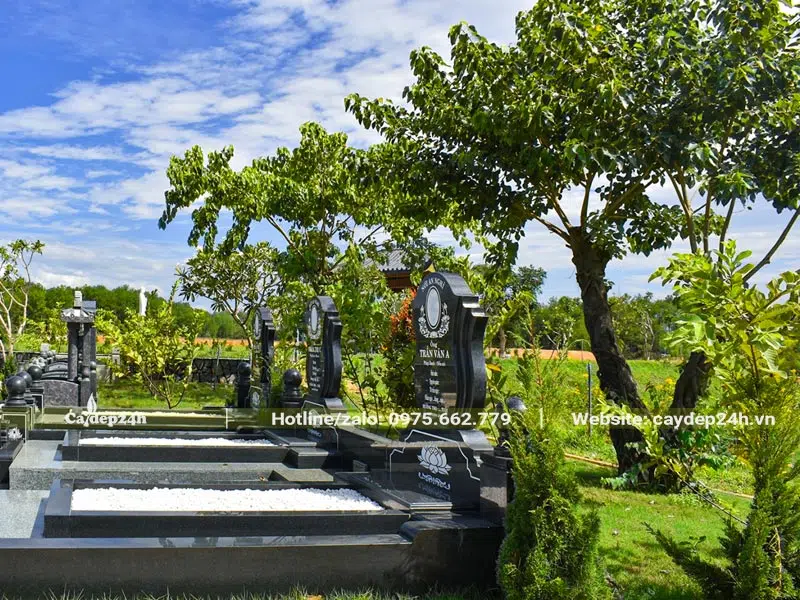 Trồng hàng cây công trình gỗ lớn cách vị trí các ngôi mộ từ 2m trở lên