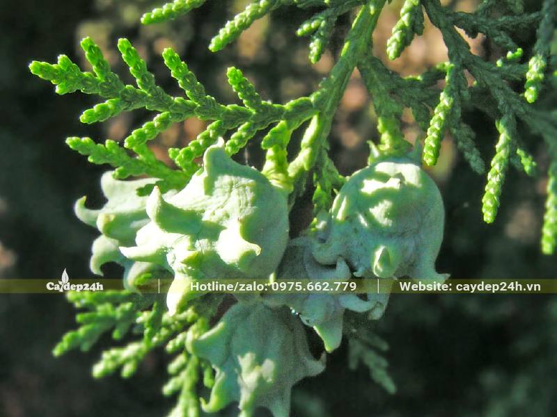 Chùm quả Trắc Bách Diệp màu xanh bề mặt có phủ phấn trắng