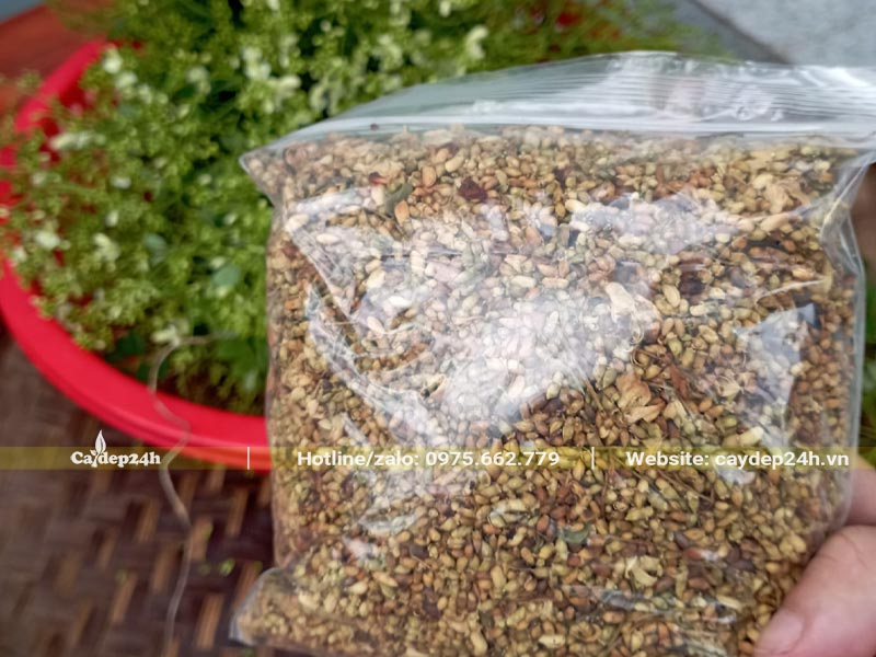 Nụ Hòe phơi khô được đóng vào túi zip