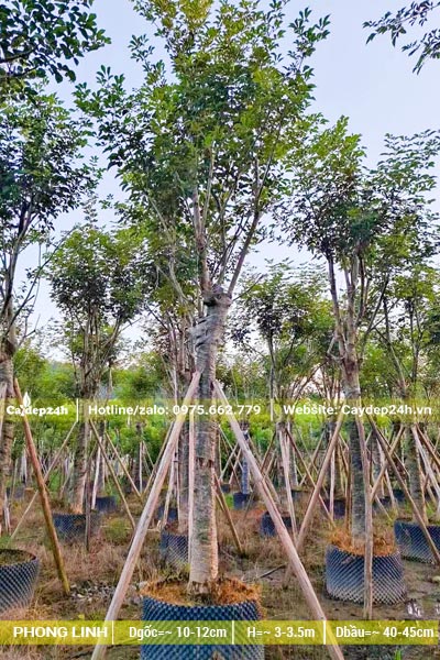Vườn chuyên dâm ủ cây Phong Linh cổ thụ đường kính gốc trên 10cm