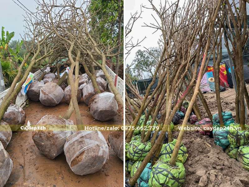 Bứng sống lượng lớn cây phong linh đường kính gốc 5cm và 8cm