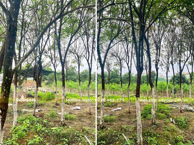 Nhà vườn đang chăm sóc cây hoa phong linh vàng đk gốc từ 5cm