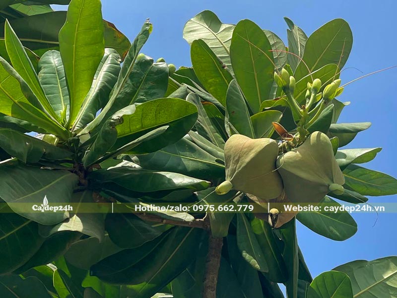 Chùm quả của cây Bàng Vuông