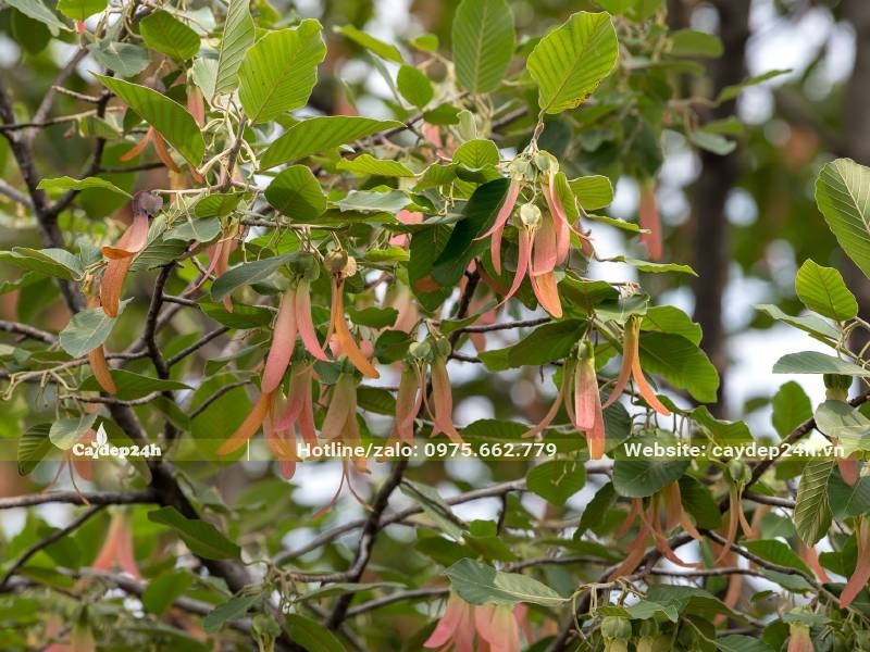 Quả Dầu Rái treo đầy trên cành, có 2 cánh dài màu hồng nâu