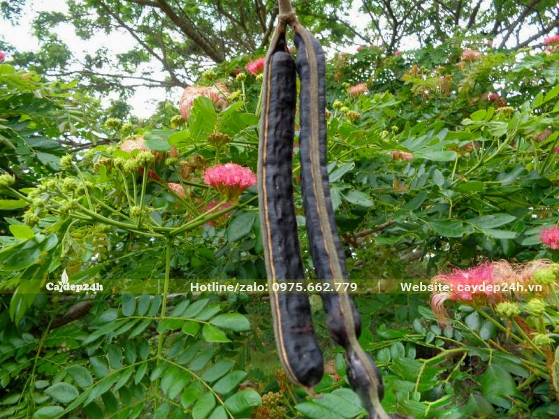 Quả cây me Tây đã chín già có màu đen