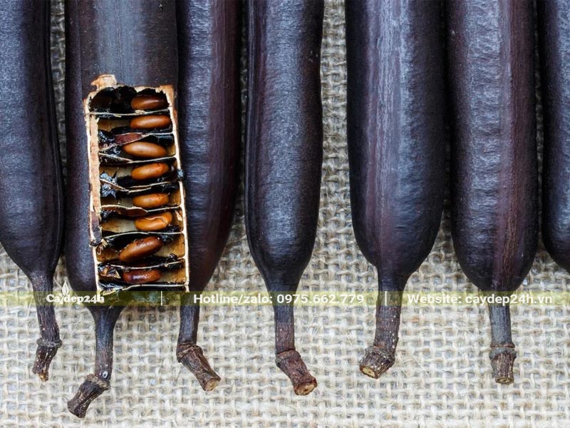 Quả Muồng Hoa Đào đã già, vỏ ngoài màu đen nhánh