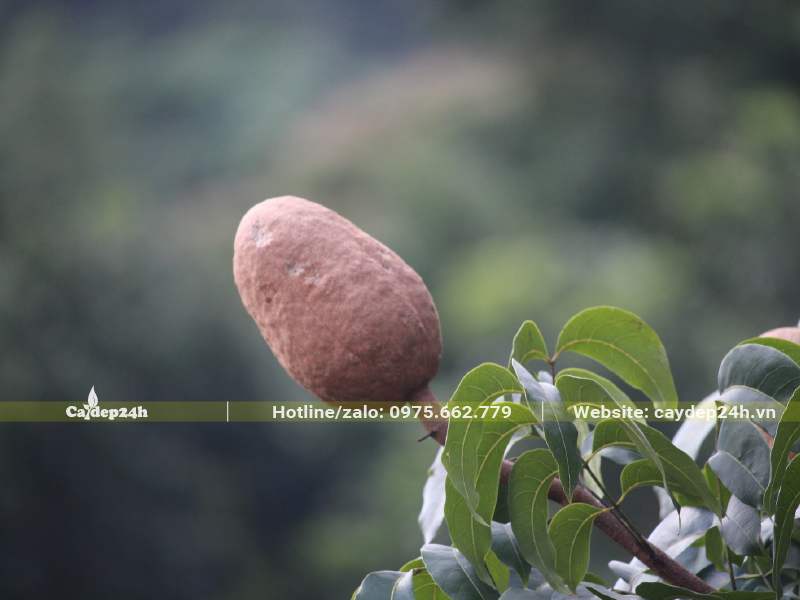 Quả cây Nhạc Ngựa mọc hướng lên trời