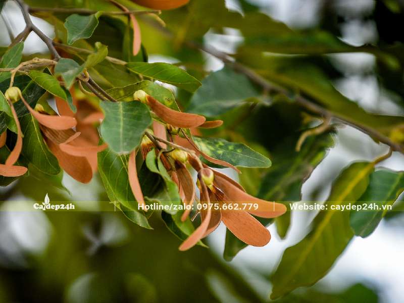 Quả của cây Sao Đen có hai cánh màu nâu