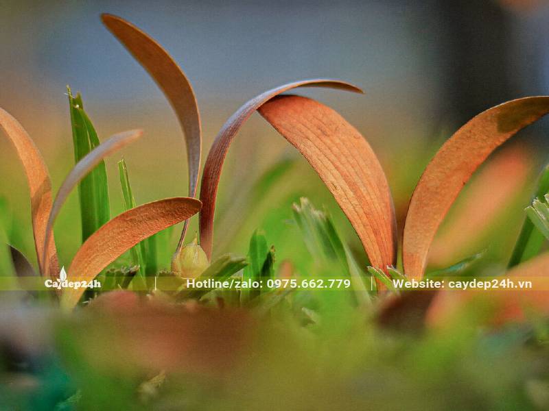 Quả cây Dầu Rái khi già có màu nâu