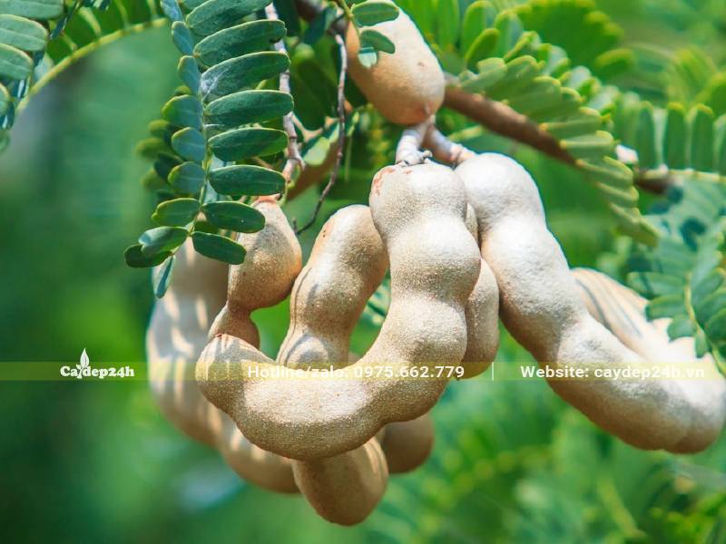 Chùm quả cây me chua