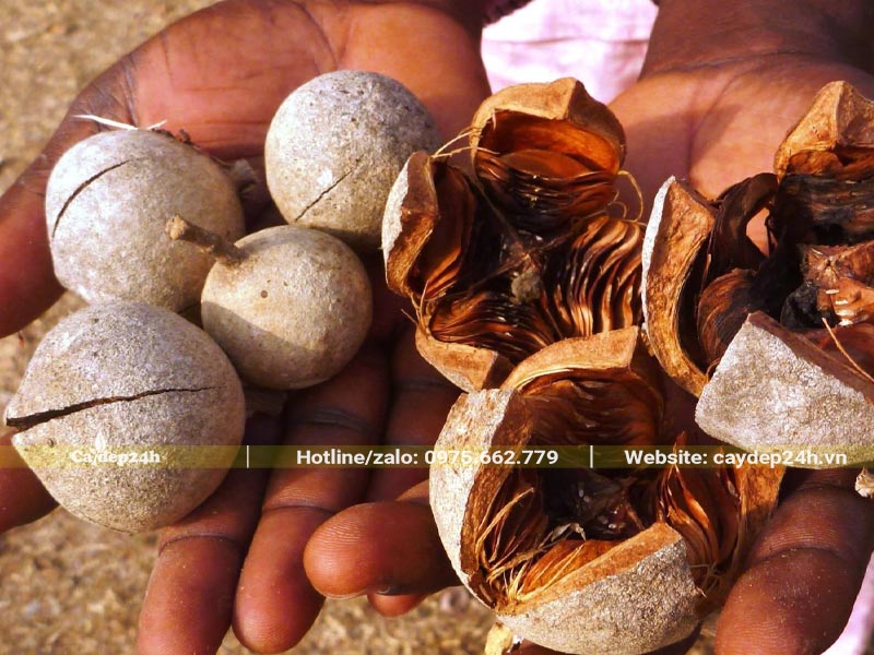 Quả cây Xà Cừ khô tự tách vỏ thành 4 mảnh