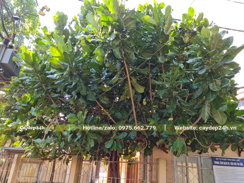 Cây Bàng Vuông trưởng thành có đường kính tán hơn 3m