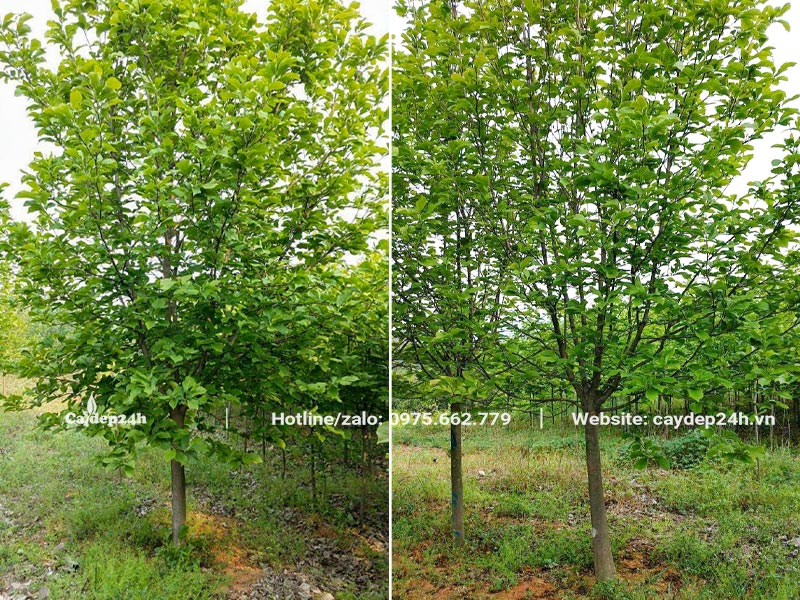 Cây hoa Mộc Lan lâu năm, cao hơn 4m, có tán lá tươi tốt