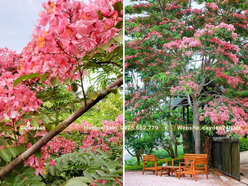 Trồng cây Muồng Hoa đào trong sân vườn nhà tại điểm nghỉ ngơi, thư giãn tuyệt vời